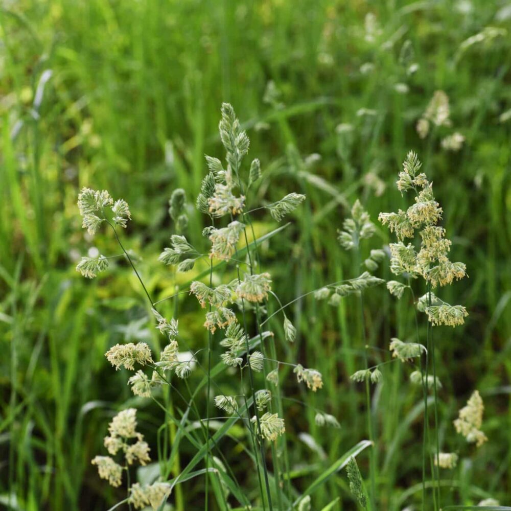 Potomac Orchardgrass & Annual Ryegrass Mix - Great Basin Seed