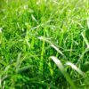 Per-Ryegrass